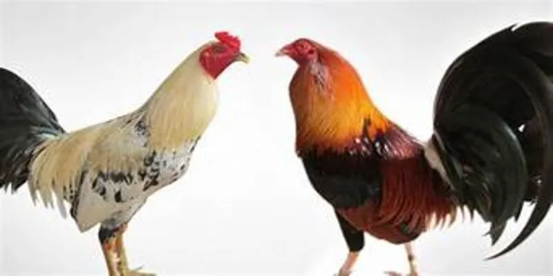 Lý do nên tham gia trải nghiệm đá gà tại Nohu90