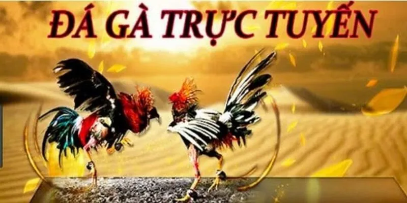đá gà trực tuyến