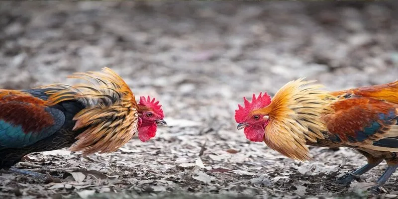 Khái niệm về đá gà bồ