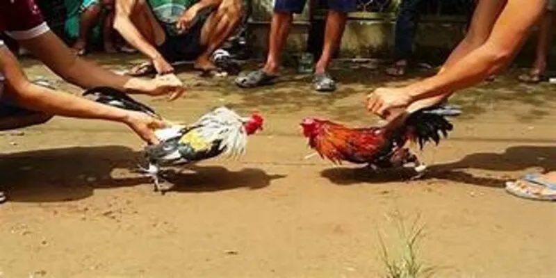 Lý do nên chơi đá gà Nohu90