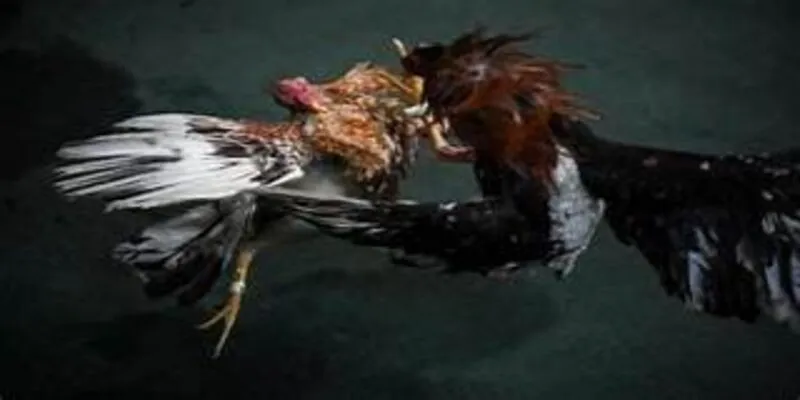 Quy trình diễn ra đá gà bồ