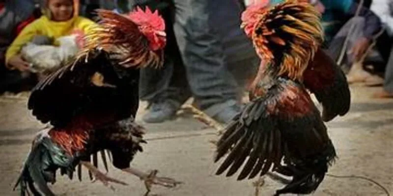 Ưu điểm đá gà trực tuyến Nohu90